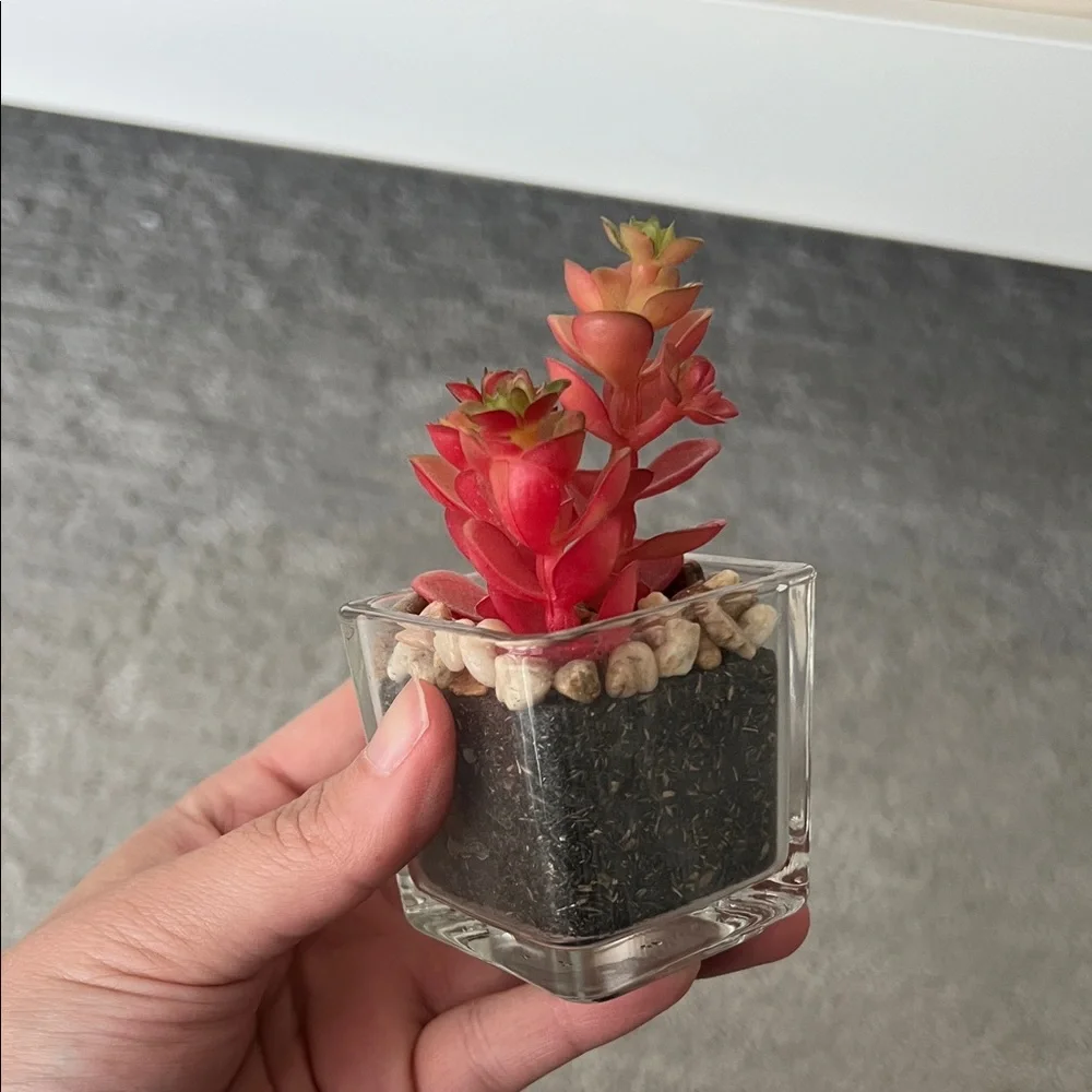 Mini Artificial Cactus in Glass Vase